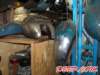 bolman07_small.jpg